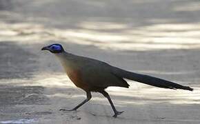 Coquerel's Coua