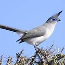Coua de Verreaux