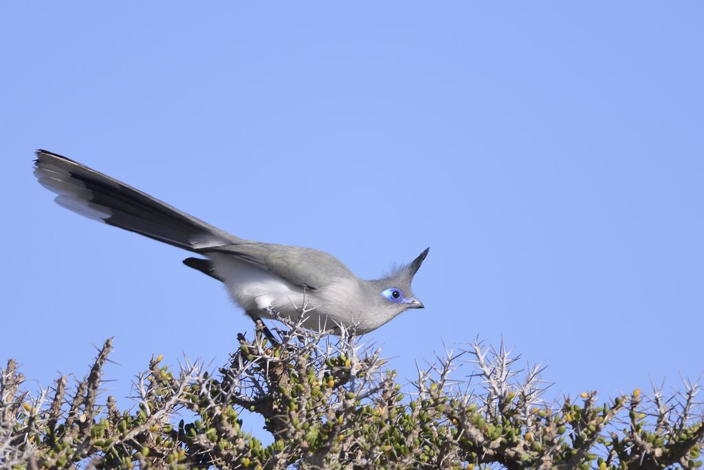 Coua de Verreauxadulte