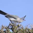Coua de Verreaux
