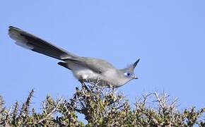 Coua de Verreaux