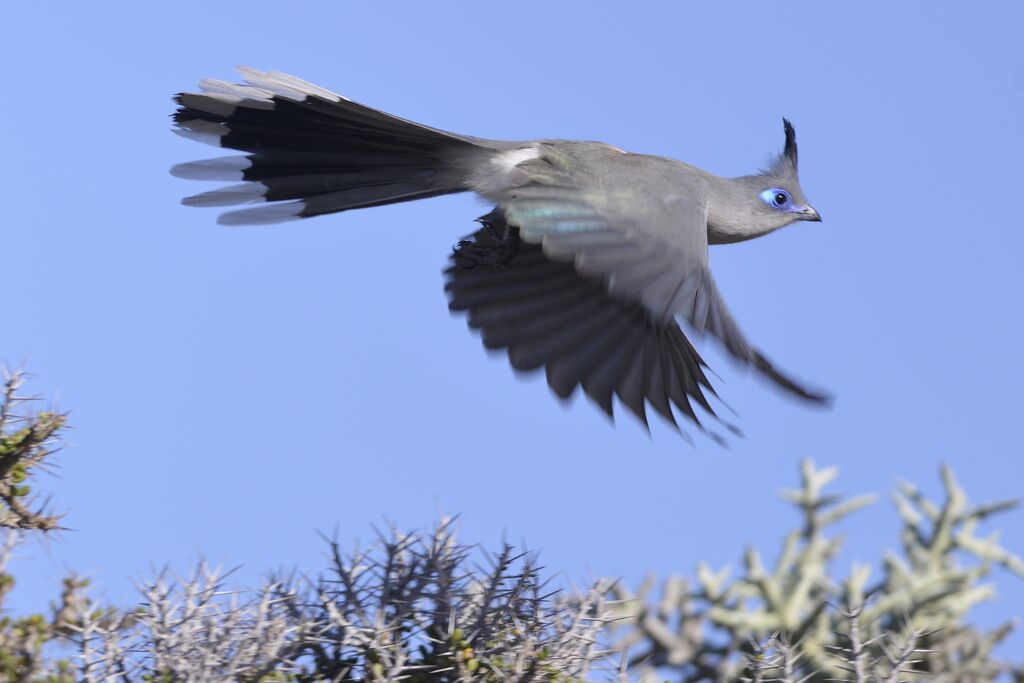 Verreaux's Couaadult, Flight