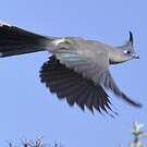 Coua de Verreaux