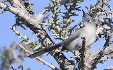 Coua de Verreaux