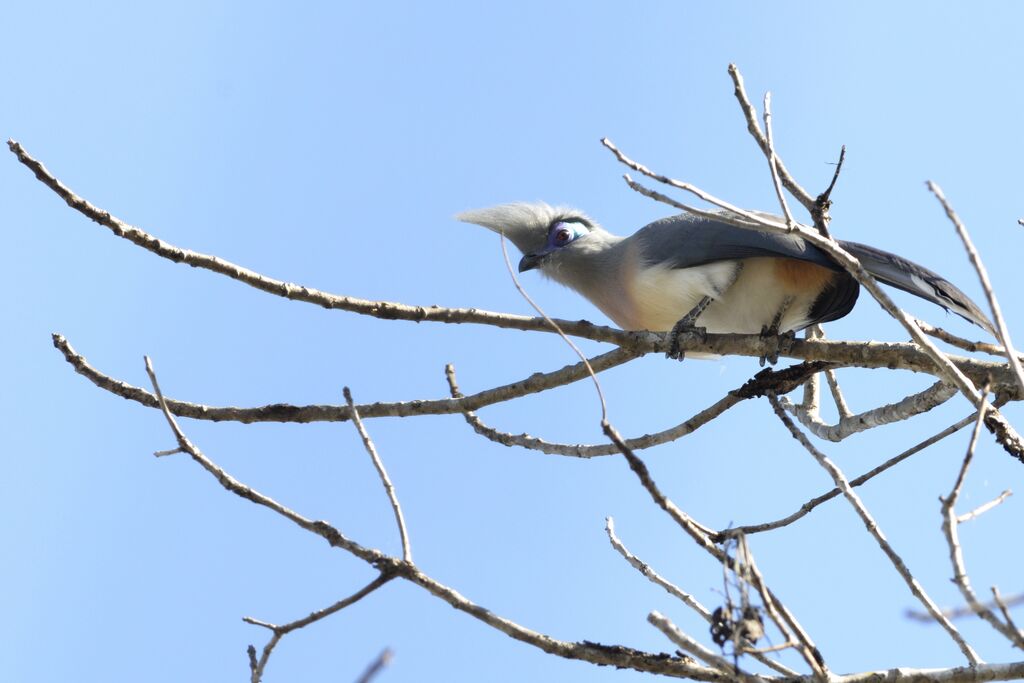 Coua huppéadulte