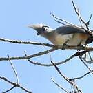 Coua huppé