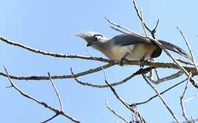 Crested Coua