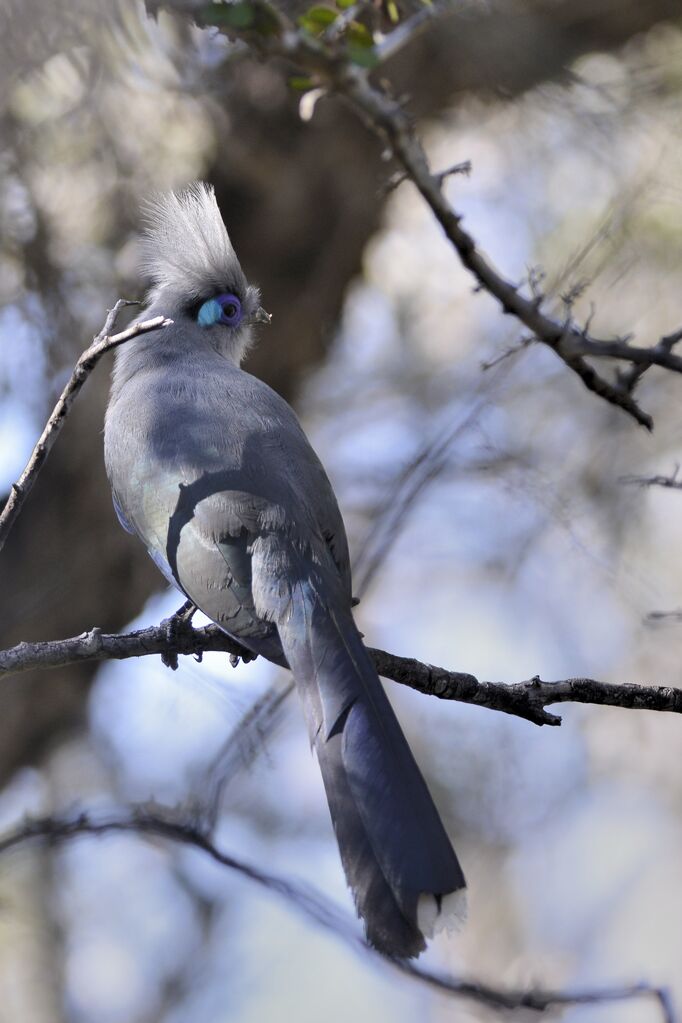 Crested Couaadult