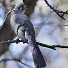 Coua huppé
