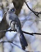 Crested Coua