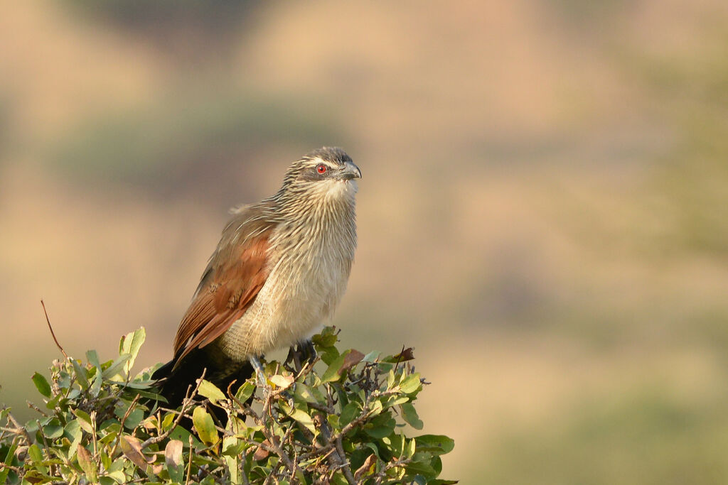 Coucal à sourcils blancsadulte