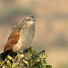 Coucal à sourcils blancs