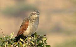 Coucal à sourcils blancs