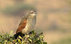 Coucal à sourcils blancs