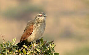 White-browed Coucal