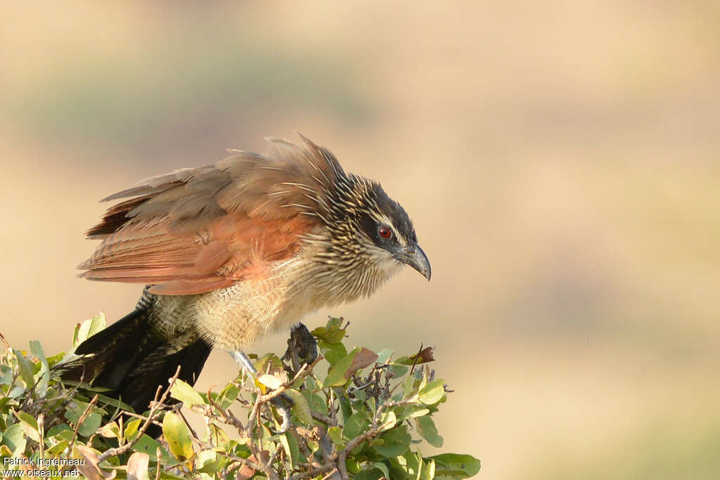 Coucal à sourcils blancsadulte, composition