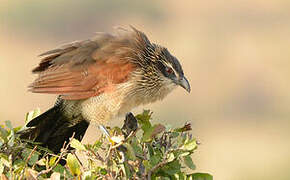 White-browed Coucal