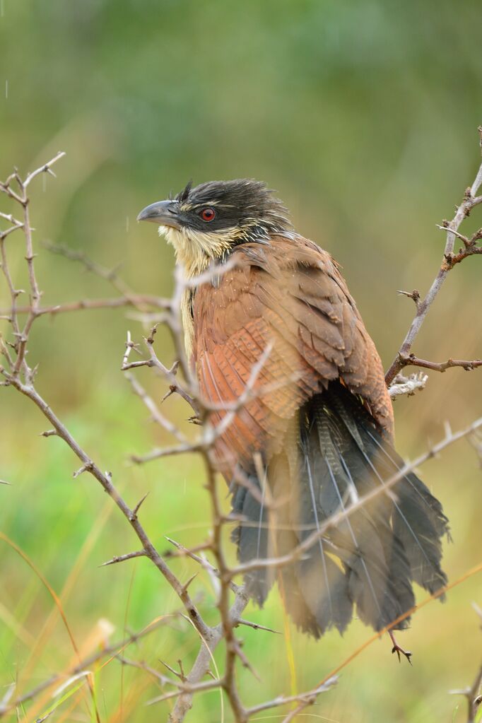 Coucal de Burchellimmature
