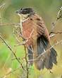 Coucal de Burchell