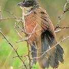 Coucal de Burchell