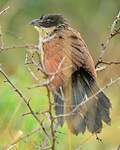 Coucal de Burchell