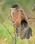 Coucal de Burchell