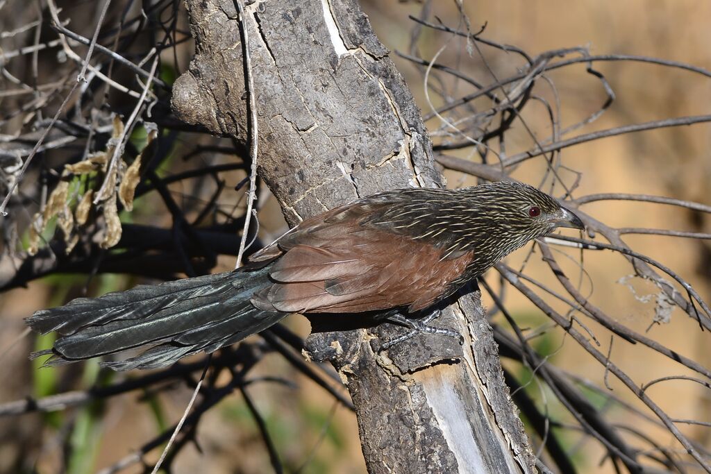 Coucal toulouadulte internuptial