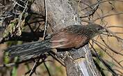 Coucal toulou