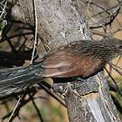Coucal toulou