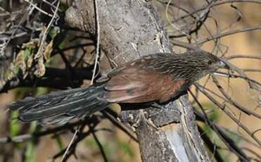 Coucal toulou