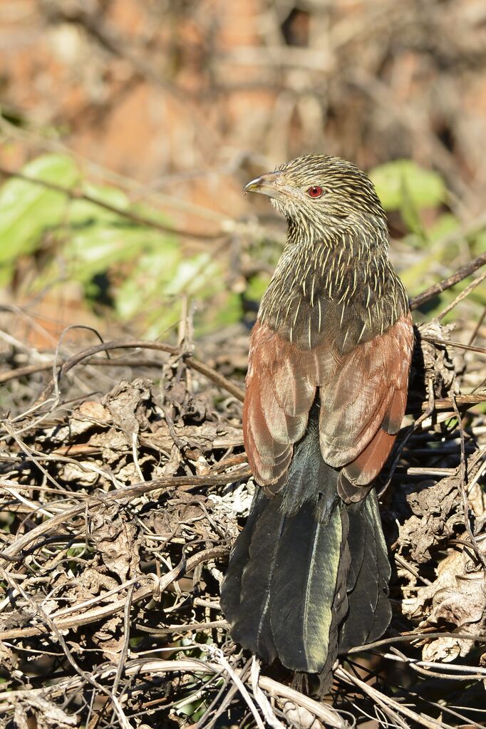 Coucal toulouadulte internuptial