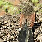 Coucal toulou