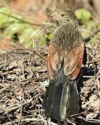 Malagasy Coucal