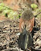 Coucal toulou