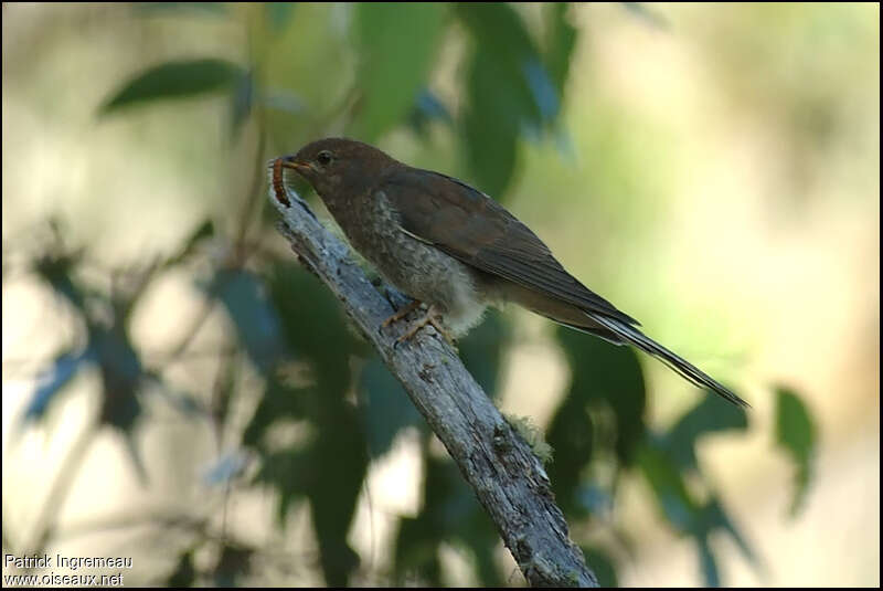 Fan-tailed Cuckoojuvenile, feeding habits