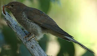 Fan-tailed Cuckoo