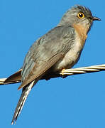 Fan-tailed Cuckoo