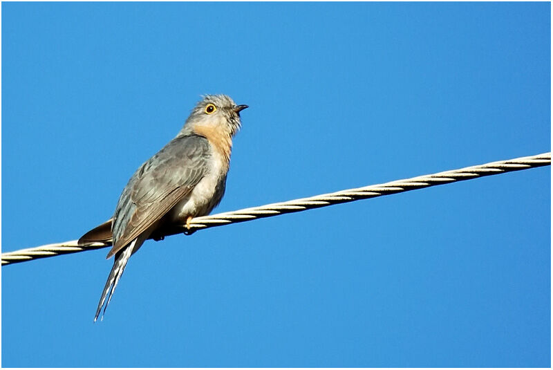 Fan-tailed Cuckooadult