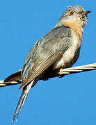 Fan-tailed Cuckoo