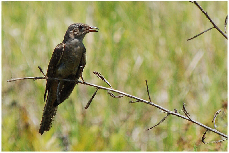 Brush Cuckoo