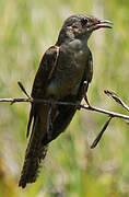 Brush Cuckoo