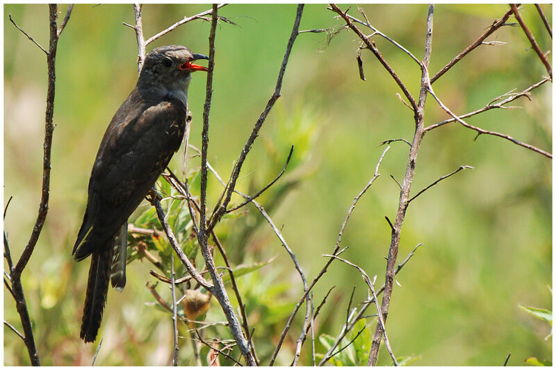 Brush Cuckoo