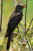 Brush Cuckoo