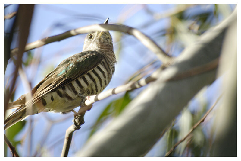 Shining Bronze Cuckooadult