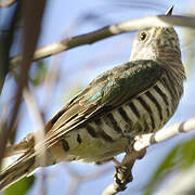 Shining Bronze Cuckoo