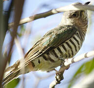 Shining Bronze Cuckoo