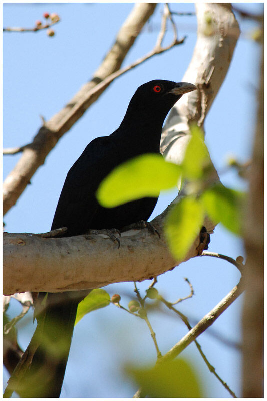 Asian Koel male adult