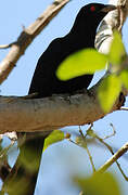 Asian Koel