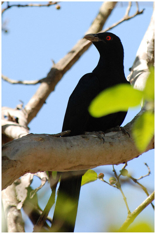 Asian Koel male adult