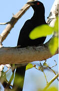 Asian Koel